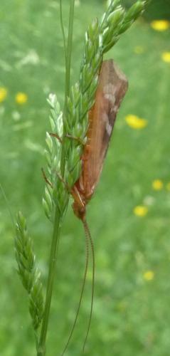 Réf. 302 042 : Limnephilus lunatus